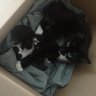 Spurs Lodge Kittens